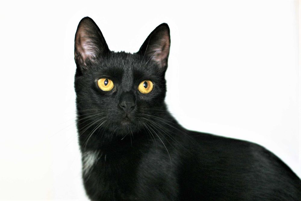 BOLERO - czarna koteczka szuka domu