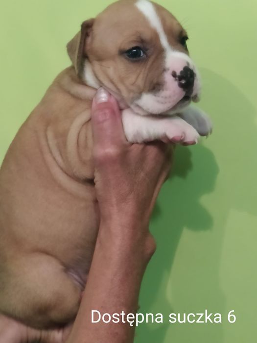 Amstaff suczka Rodowód ZKWP/ FCI Zapraszamy do rezerwacji