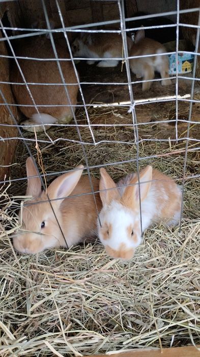 Продається малеча