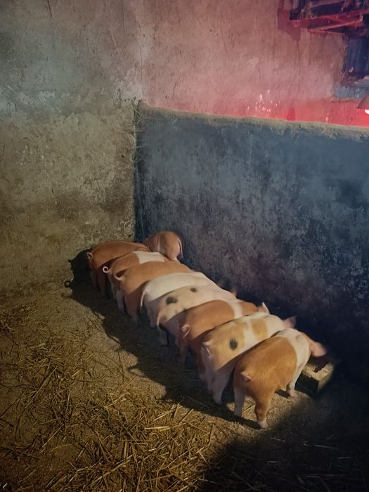 Продам поросята .