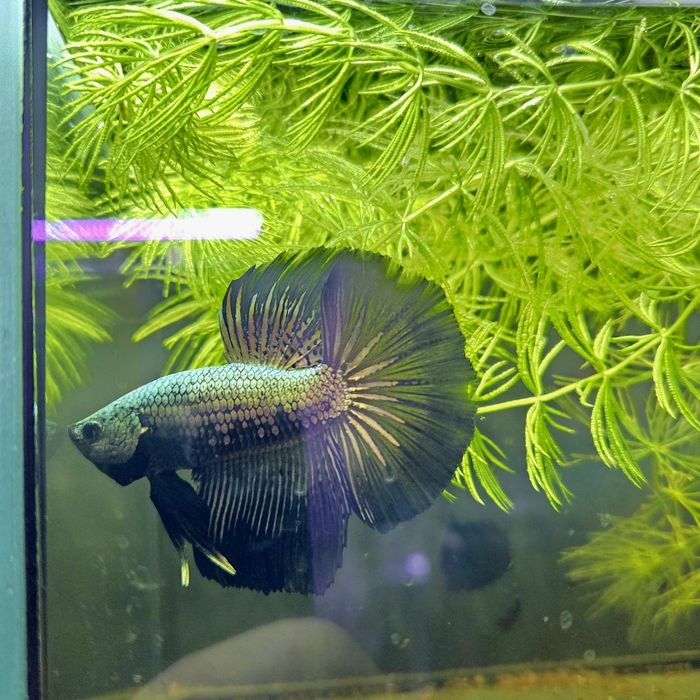 Bojownik HM black samurai