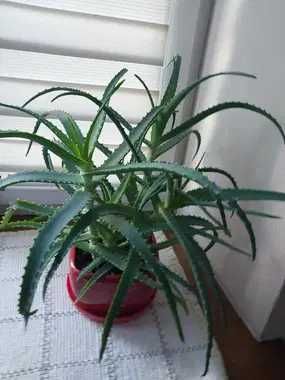 Aloes kosmetyczny