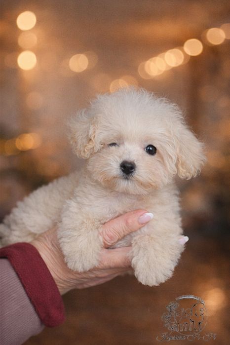 Щенята  мальтіпу