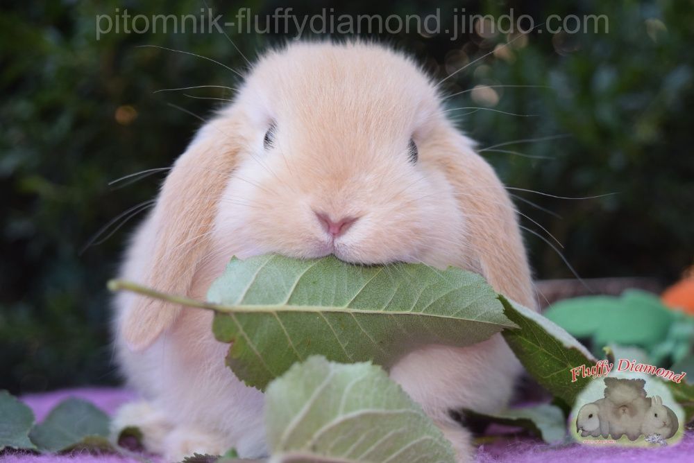 Карликовые вислоухие крольчата NHD. Кролик из питомника.