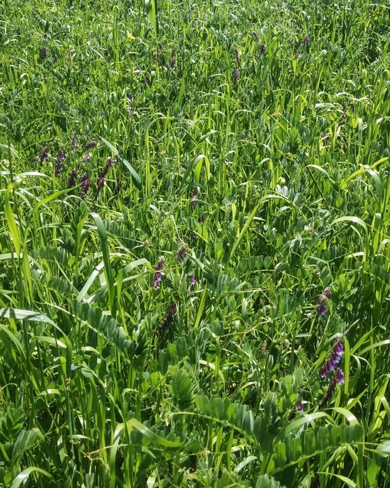 Feno para feira  do cavalo FNC