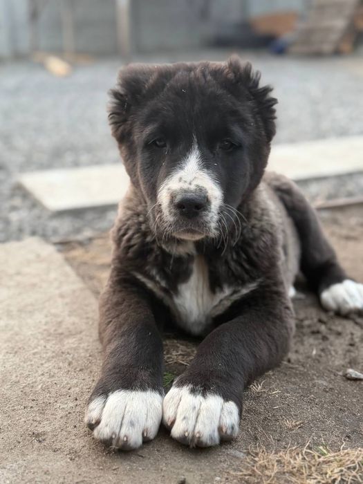 Продажа щенков «Алабай КСУ»