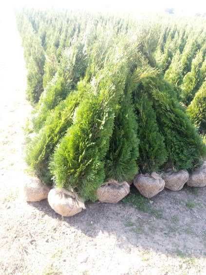 Tuje Szmaragd Świerczynek