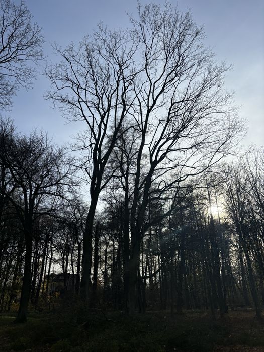 Prace wysokościowe /Wycinka i pielęgnacja drzew