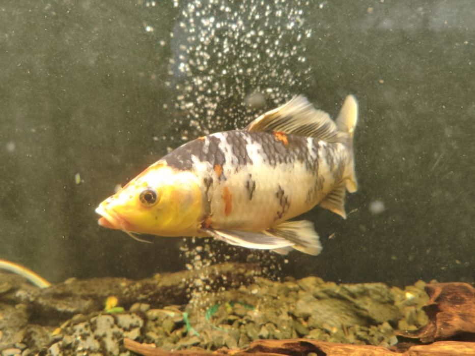 Karp koi long fin butterfly