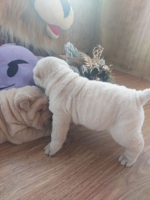 Щенки шарпея редких окрасов.