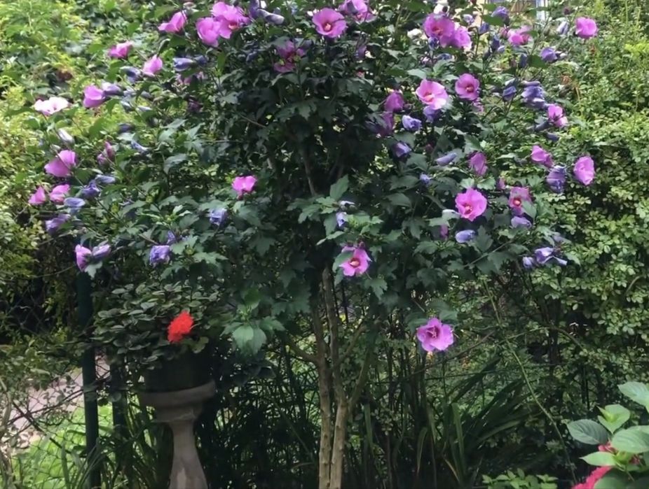 Гібіскфс сірійський на штамбі. Рожевий