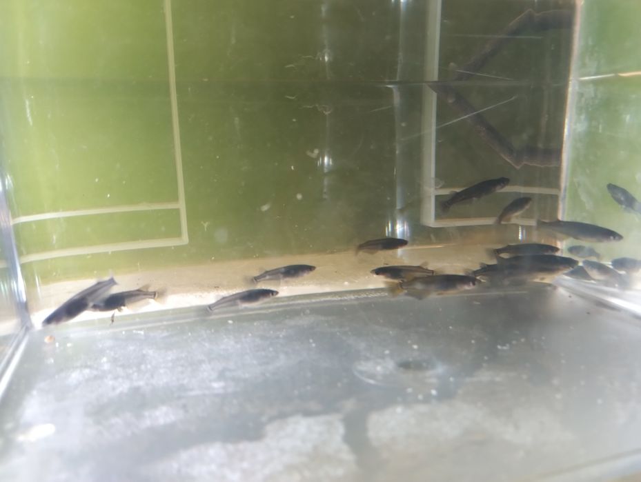 Ryżanka japońska black