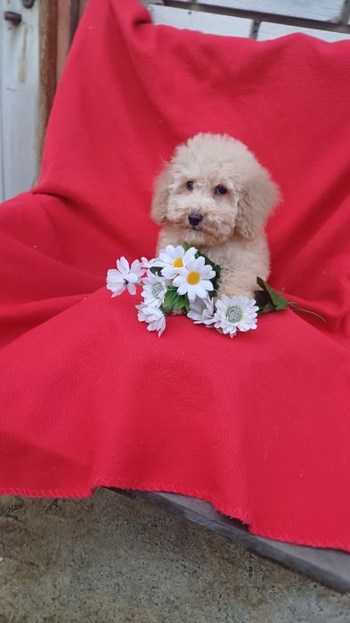 Я милий  хлопчик-той-Пудель.