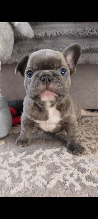 Французький бульдог