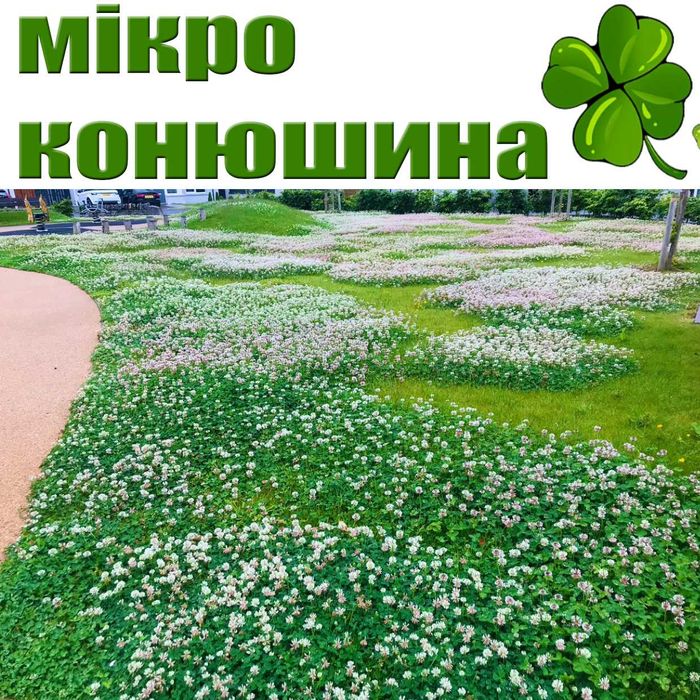 Семена микро КЛЕВЕРА белый газонный ползучий лилипут насіння конюшини