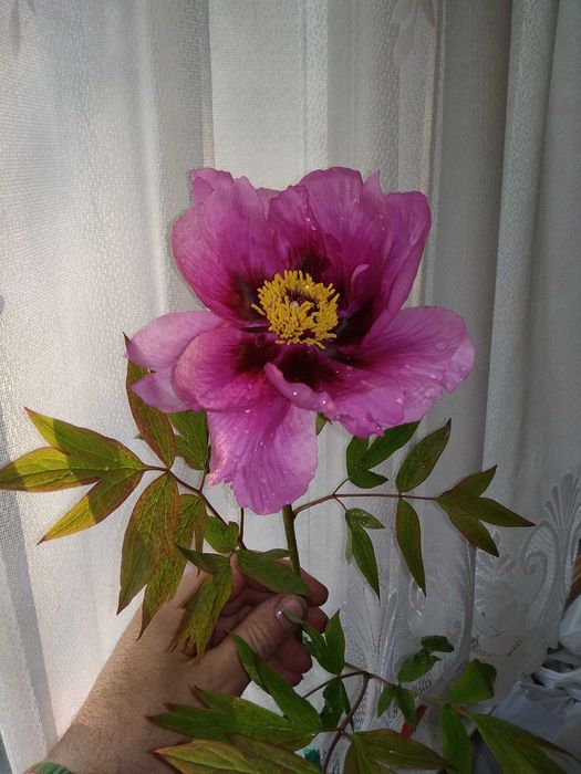 Саженцы древовидного пиона Рока, 4-5 лет(Цветущие),цвета:Розовый,Белый