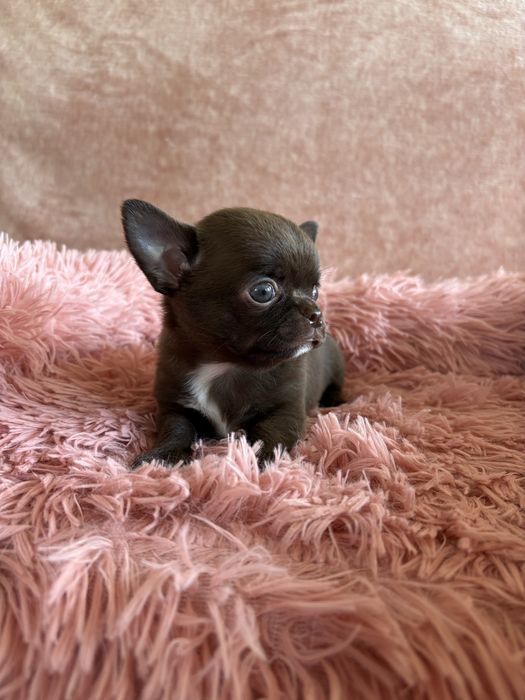 Chihuahua śliczny piesek Bruno