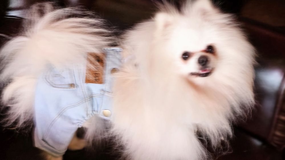 Мальчик для вязки шпиц померанец