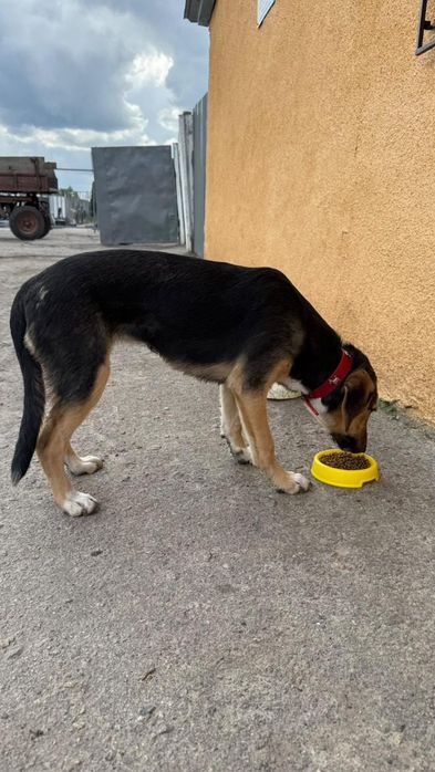 Замечена собака в красном ошейнике