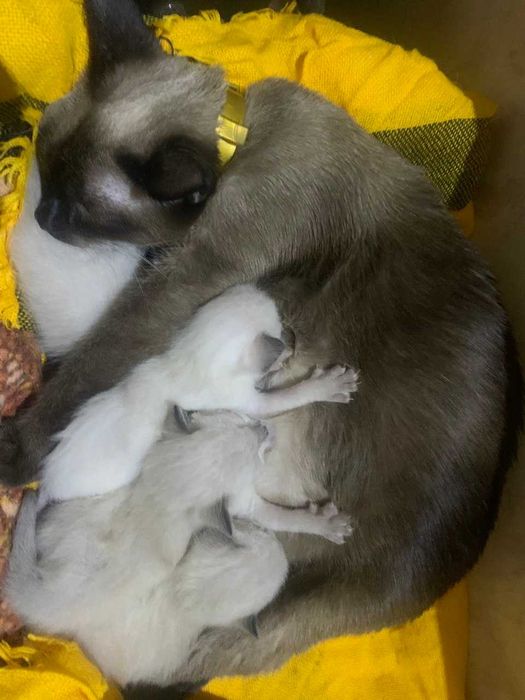 Продам тайских котят   ГОЛУБОГЛАЗАЯ  КРАСОТА