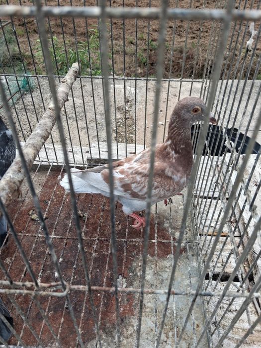 Pombas correias adultas