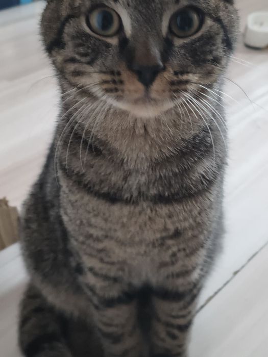 Wypatruję/ wypatrujemy domku