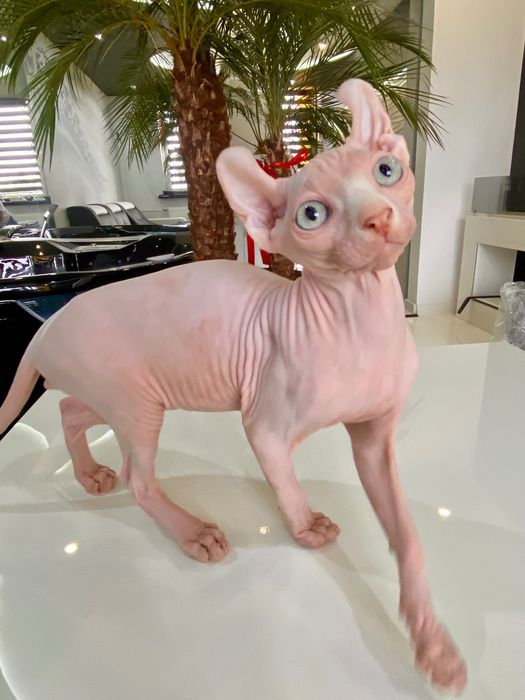 Sfinks SPHINX dzieciak wyjątkowy kotek
