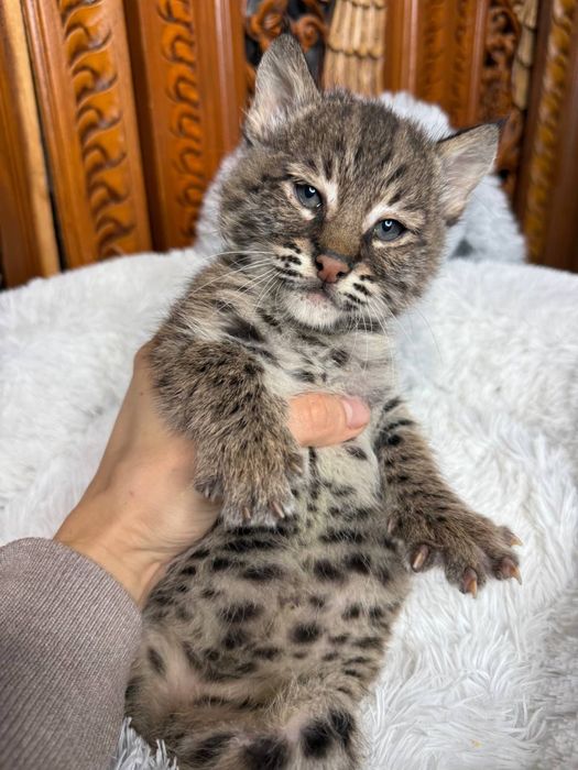 Дівчинка піксі Боб