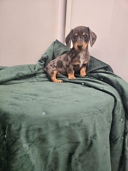 Jamnik miniaturowy piesek Merle