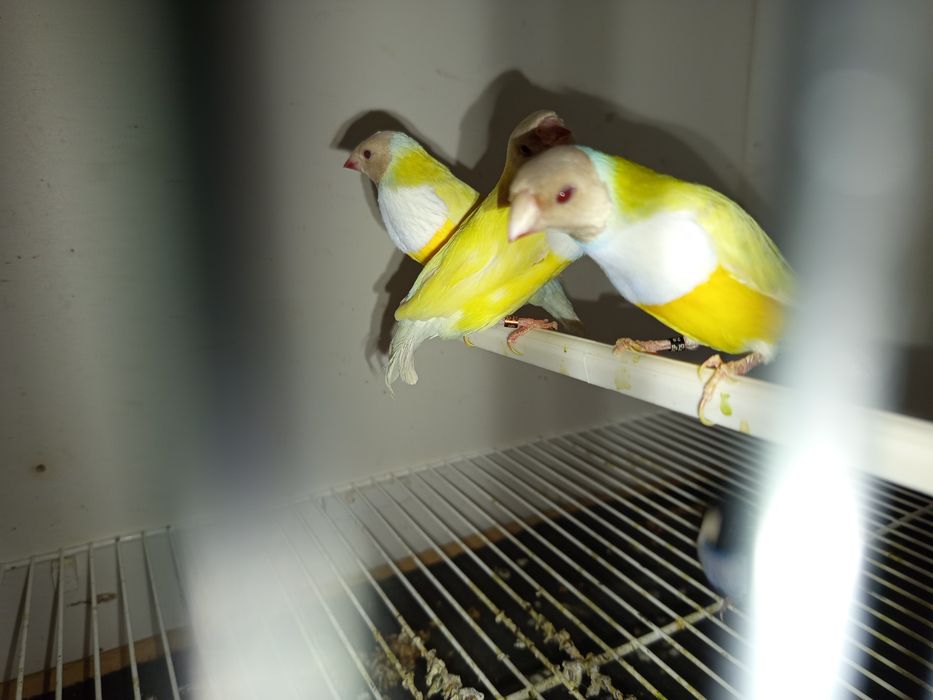 Diamantes Gould várias mutações