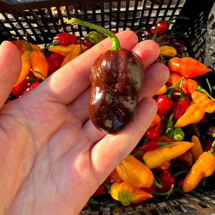 Гострий соус Подарунковий набір Дегустаційний острый  Carolina Reaper