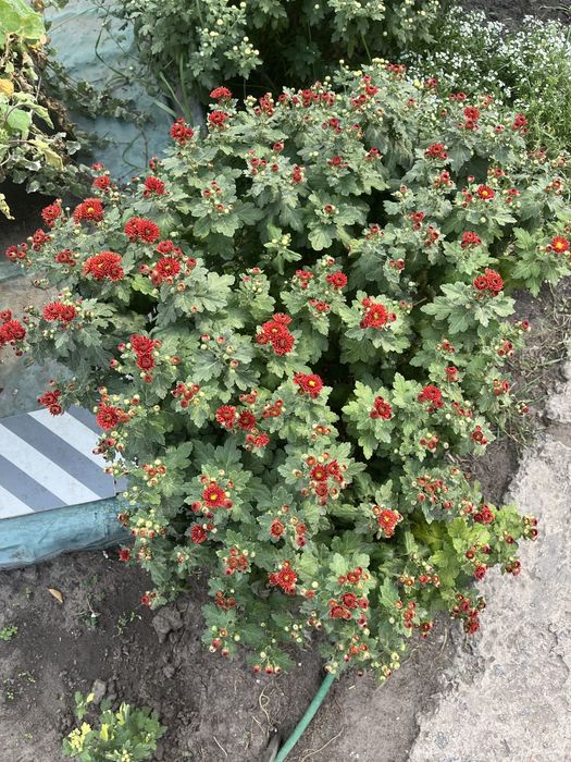 Хризантеми мультифлори та корейки