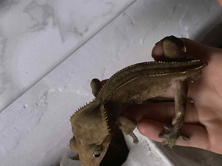 Gekon orzęsiony samiec charcoal