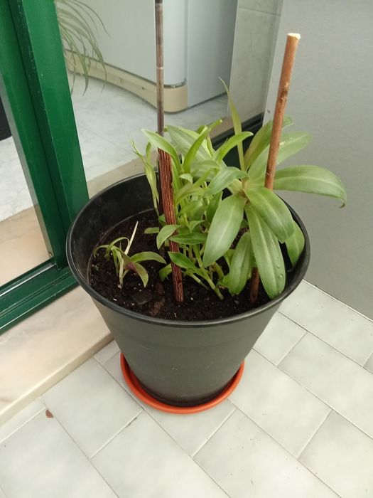 Vasos para flores