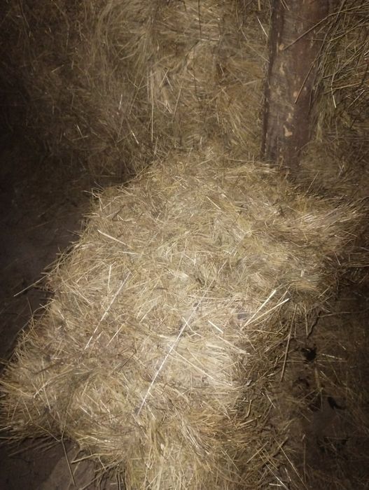 Słoma i siano w kostkach możliwy dowóz