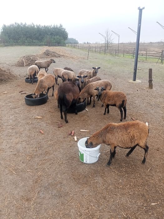 Вівці Камерунської  породи