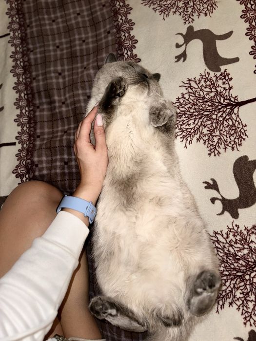 Вʼязка шотландець прямовухий