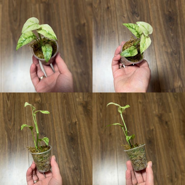 Monstera Thunderbolt, Vietciosa, Full Mint