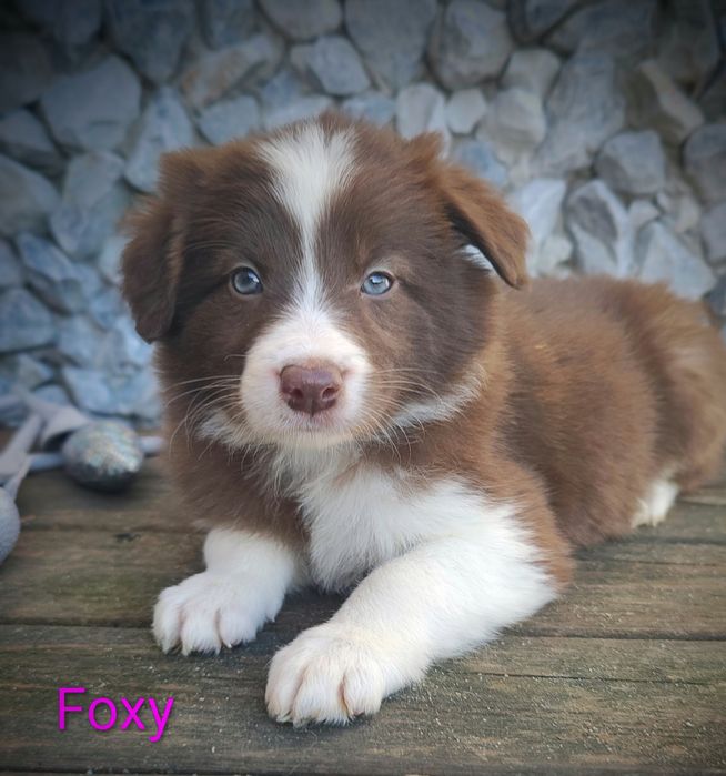 Border collie suczka czekoladowo biała przebadani rodzice