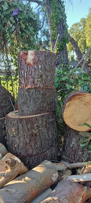 Selling Various Eucalyptus Tree Trunks428055224481239044