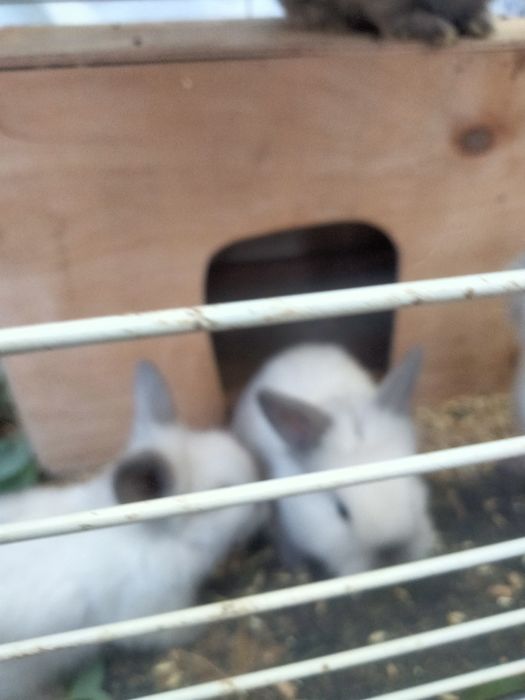 Продам кролів декоративні.