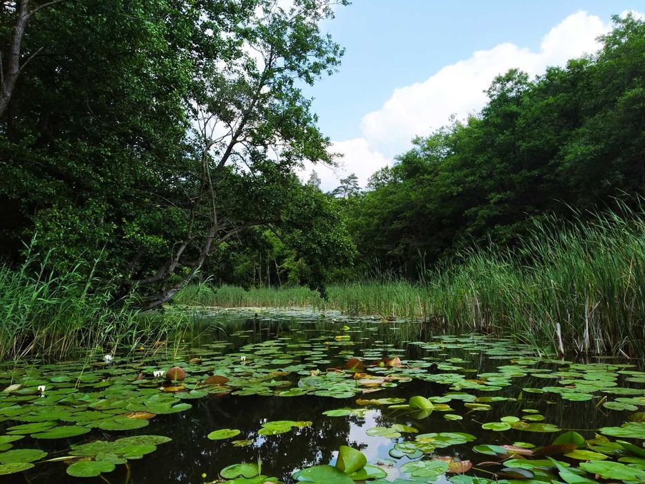 Domek nad jeziorem z linią brzegową i pomostem. Puszcza Barlinecka.
