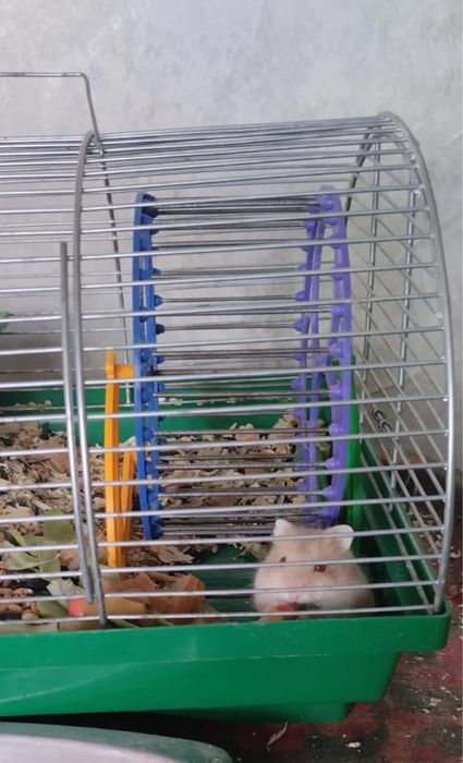 Хомʼячки джунгарики