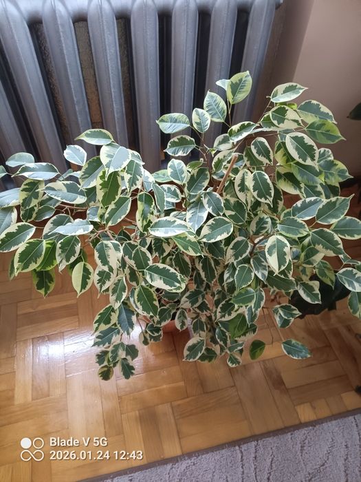 Sprzedam roślinę fikus beniamin