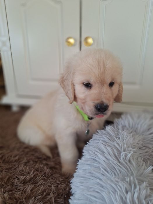 Piesek  golden retriever