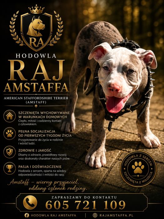 American staffordshire terrier