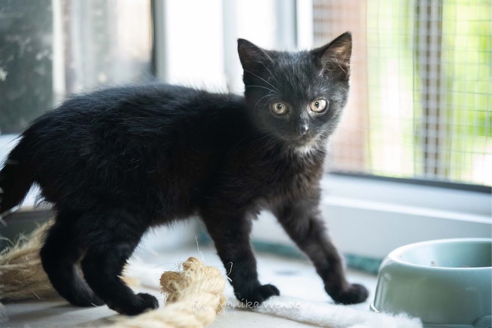 Czarne koty szukqja domu