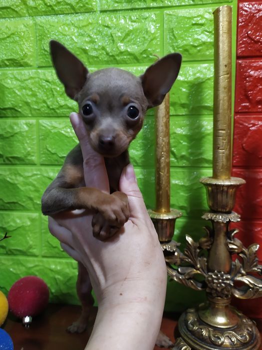 Кукольная лилушка девочка микро элитных кровей! Док.КСУ,чип,привита