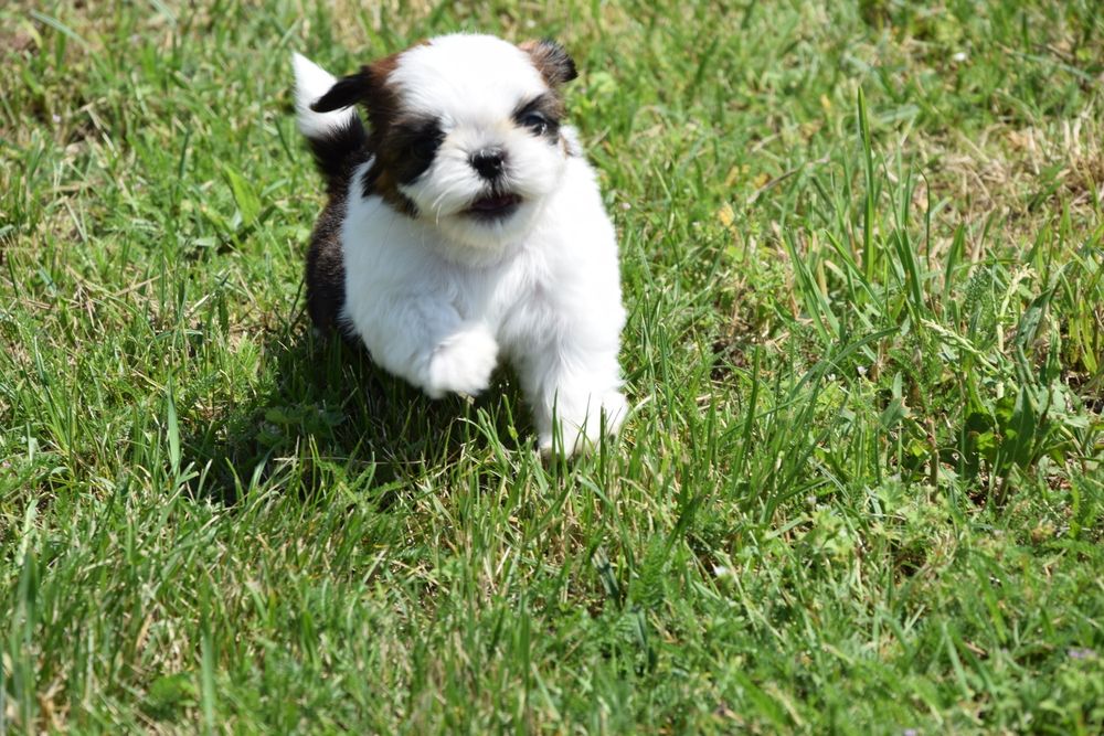Shih Tzu malutki chłopak pies drobny cudo