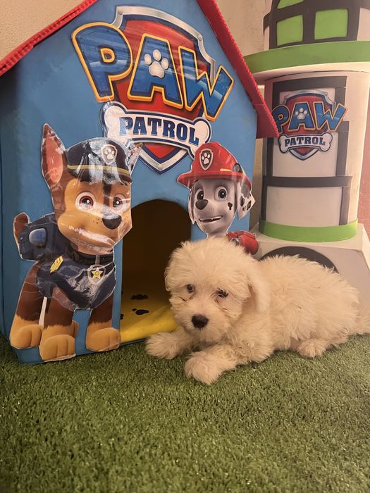 Bichon maltes excelente top femea olhos azuis